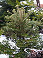 Abies koreana Verdener Dom IMG_4794 Jodła koreańska